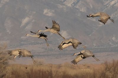Sandhill Cranes about to land.jpg