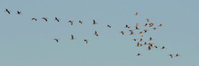 Sandhill crane flock flies at dusk.jpg