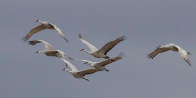 Sandhill Cranes flying.jpg