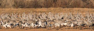 Sandhill cranes and geese closer.jpg