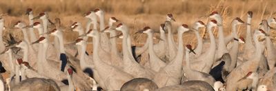 Sandhill crane heads closer.jpg