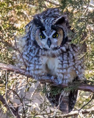 Long-eared fluffs,stares forward.jpg