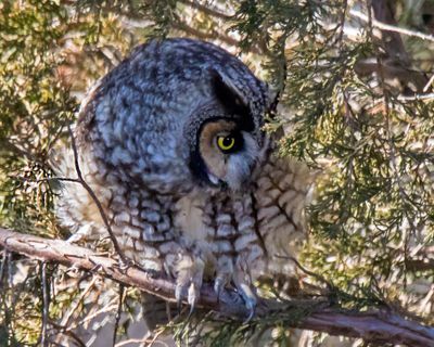 Long-eared turns right before flying right.jpg