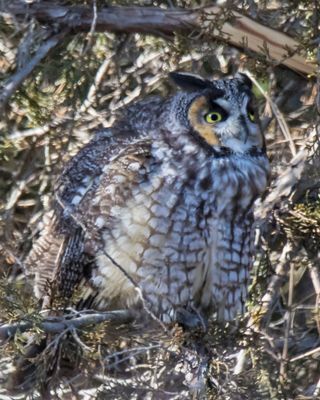 Long-eared Owl looks right.jpg