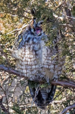 Long-eared yawning.jpg
