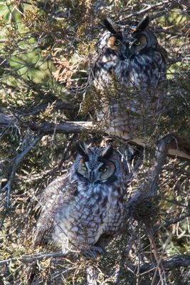 Long-eared pair together.jpg