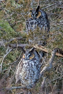 Long-eared Owl pair together 2.jpg