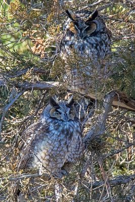 Long-eared Owl pair together 3.jpg