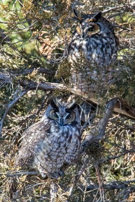 Long-eared pair together 4.jpg