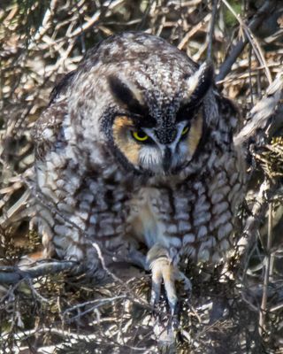 Long-eared about to leave branch.jpg