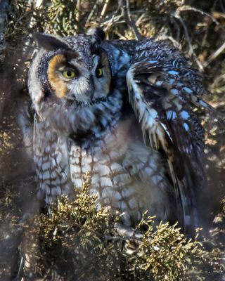 Long-eared fluffed looks right.jpg