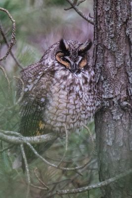 Long-eared from roadside.jpg