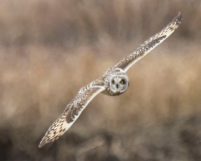 Short eared stares vertically.jpg