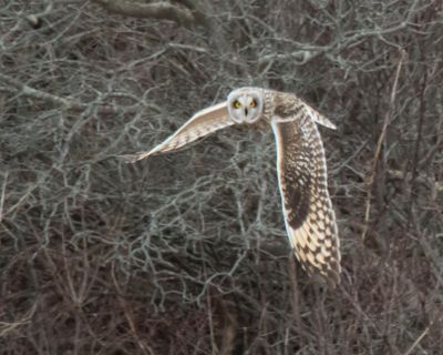 Short-eared faces forward.jpg