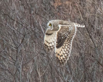 Short-eared fliess left.jpg