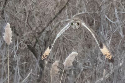 Short-eared flying straight ahead.jpg