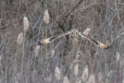 Short-eared flying straight ahead 2.jpg