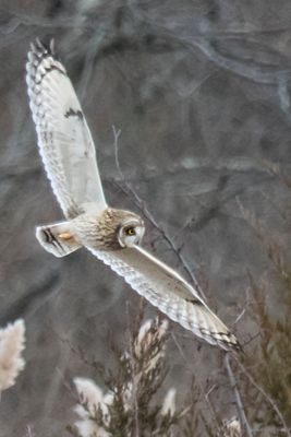 Short-eared flying 2.jpg
