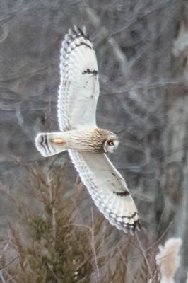 Short-eared flying 3.jpg