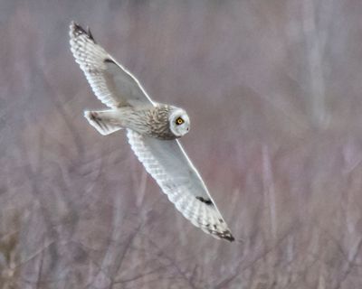 Short-eared flying 4.jpg