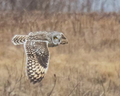 Short-eared flying 5.jpg