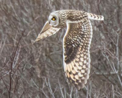 Short-eared flying 6.jpg