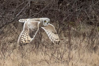 Short-eared flying 7.jpg