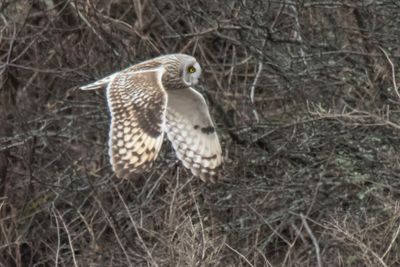 Short-eared flying 8.jpg