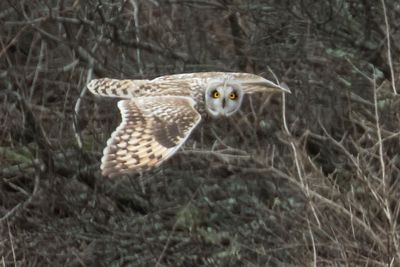 Short-eared looks forward when flying.jpg