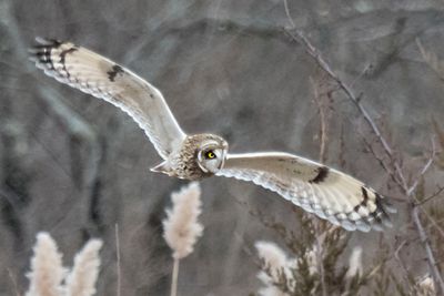 Short-eared Owl flying.jpg