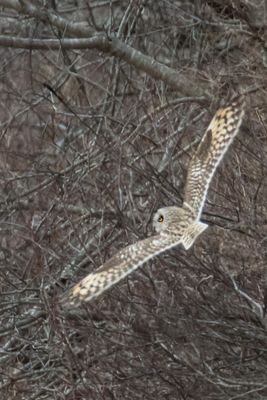 Short-eared sideways and long.jpg