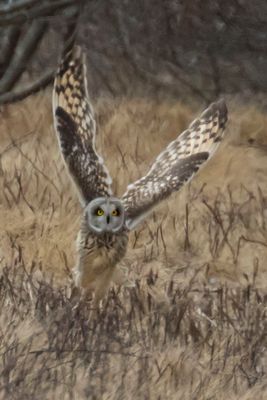 Short-eared takes off from grass.jpg