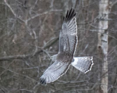 Grey Ghost flying.jpg