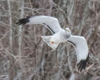 Grey Ghost looks up while flying.jpg