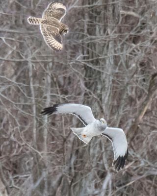 Grey Ghost looks up at Short-eared while flying.jpg