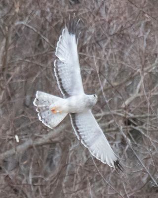 Grey Ghost flying looks up2.jpg