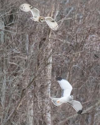 Grey Ghost looks up at Short-eared Owl 2.jpg