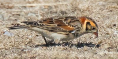 Lapland Longspur.jpg