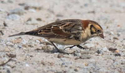 Lapland Longspur walking.jpg
