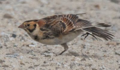 Lapland Longspur stretching.jpg