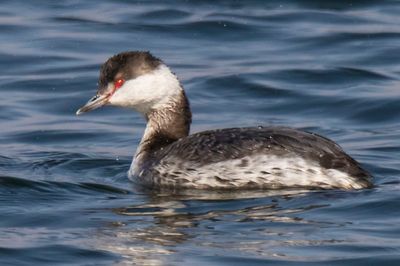 Horned Grebe came up from diving.jpg