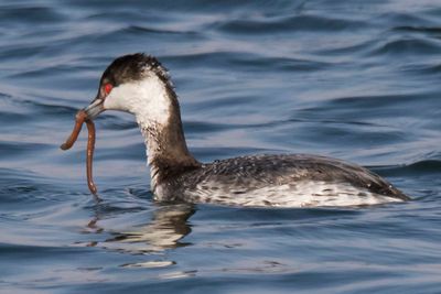 Horned Grebe w sea worm.jpg