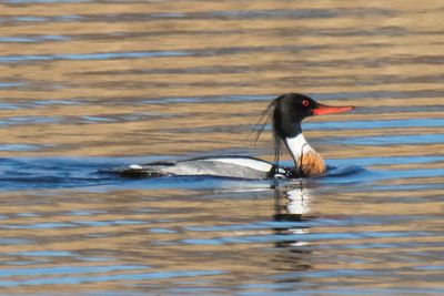 Red-breasted Merg in reflections.jpg