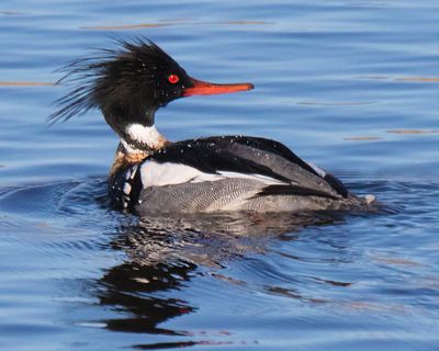 Red-breasted Merganser turns head.jpg