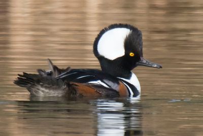Hooded Merganser floats by, hood up.jpg