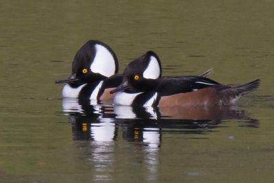 Hooded Merg two males together.jpg