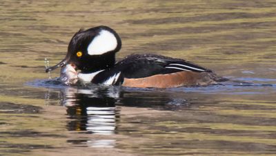 Hooded Merganser with fish.jpg
