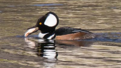 Hooded Merganser with fish 2.jpg