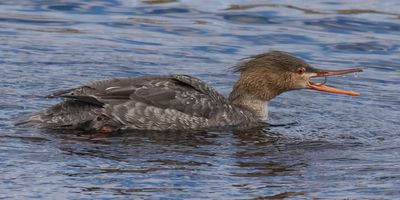 Common Merg fem catches fish.jpg