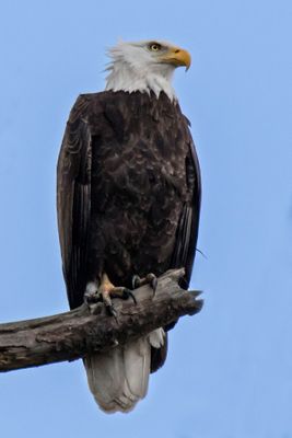Bald Eagle poses in Exeter.jpg